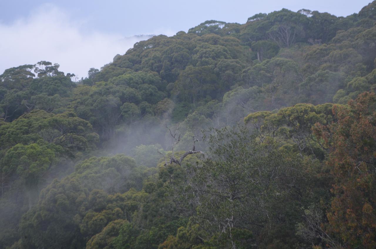 The Rainforest Ecolodge - Sinharaja Deniyaya Buitenkant foto