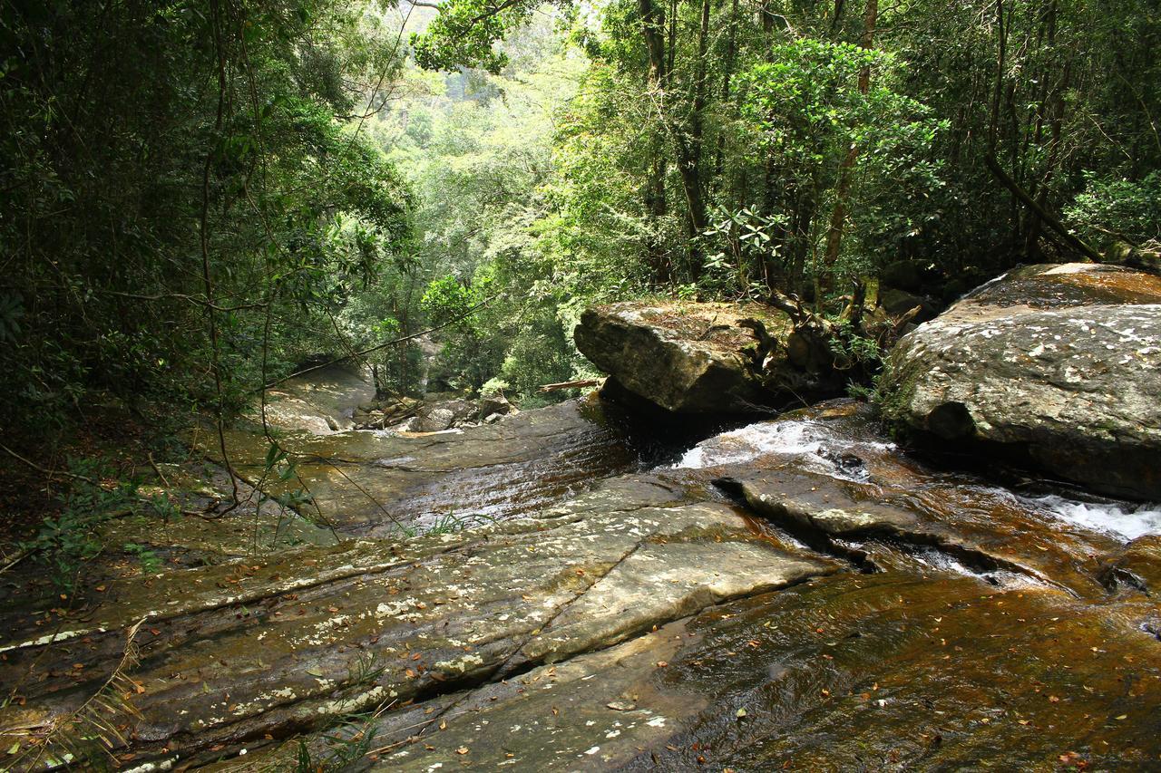 The Rainforest Ecolodge - Sinharaja Deniyaya Buitenkant foto